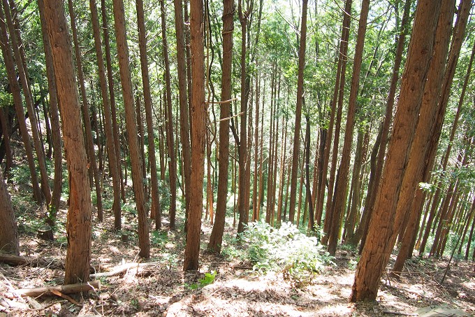 陣馬山