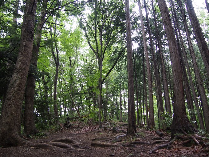 陣馬山