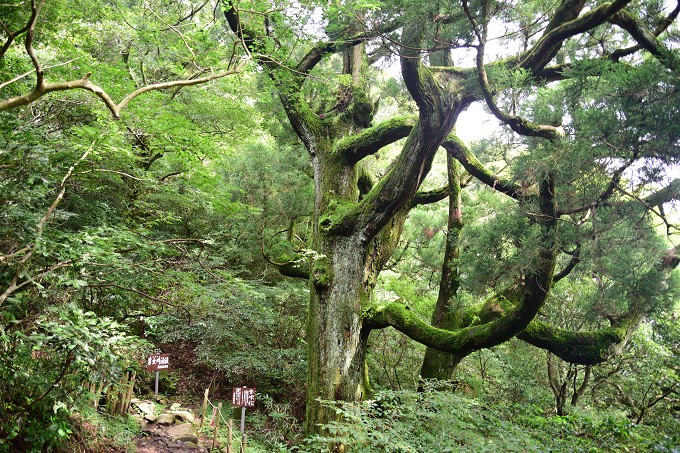 筑波山