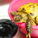 Blog癒しの陸亀は他にも存在する!?