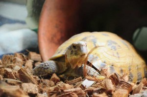 リクガメの飼い方 選び方