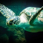 アオウミガメの死亡も確認!奄美海域に油が漂着しています