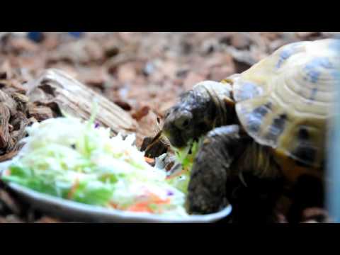 野菜を食べるロシアリクガメ