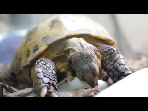 チコリを食べている陸亀