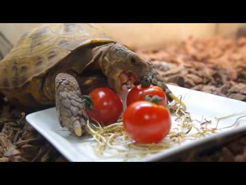 プチトマト食べれるかな？