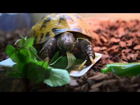 ヤブガラシを食べるロシアリクガメ