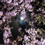2016年のさくら