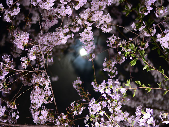 桜