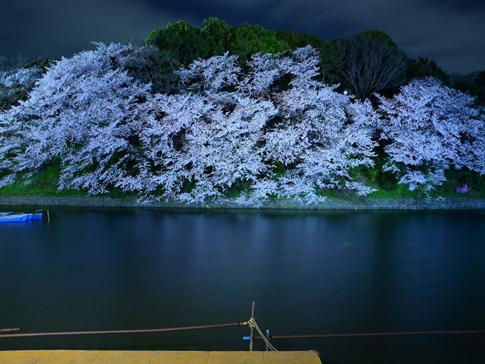 千鳥ヶ淵