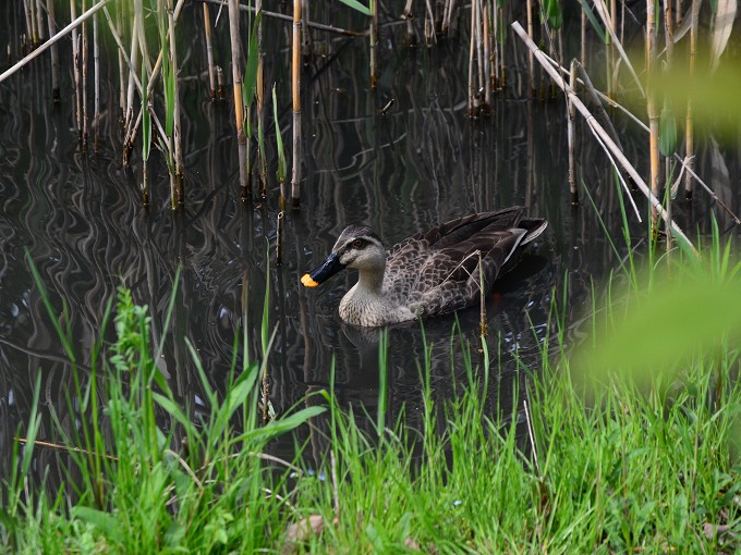 東京港野鳥公園