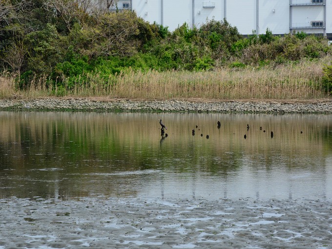 東京港野鳥公園