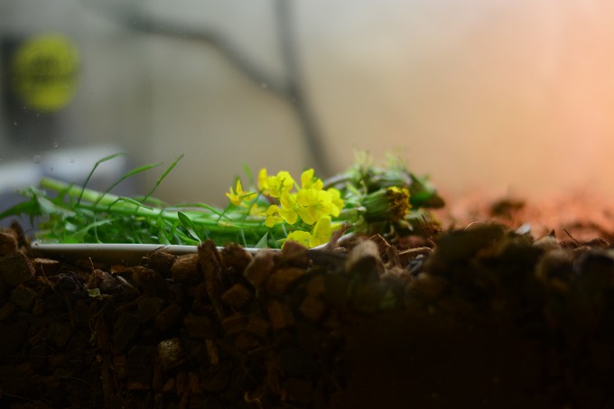 菜の花