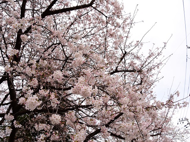 桜