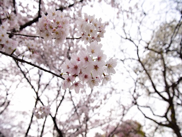 桜