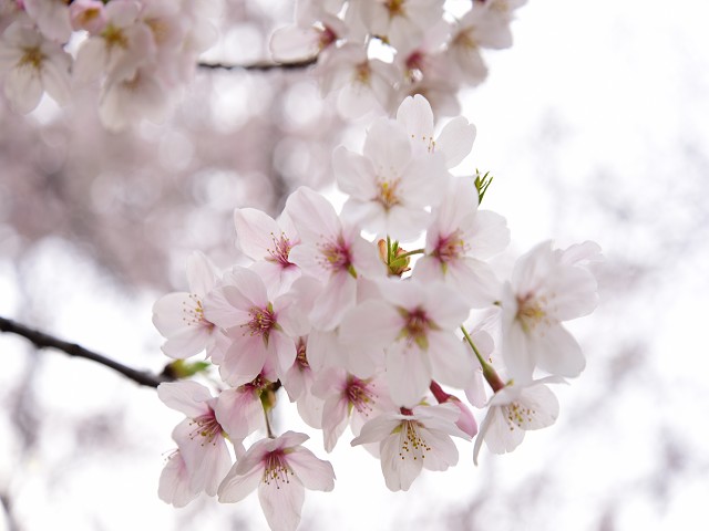 桜