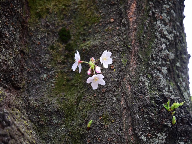 桜