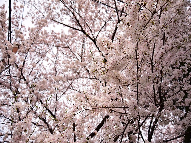 桜