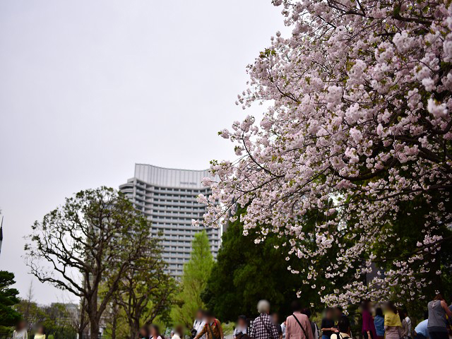 桜