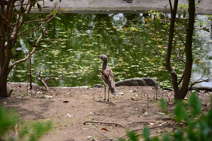 キャンベルタウン