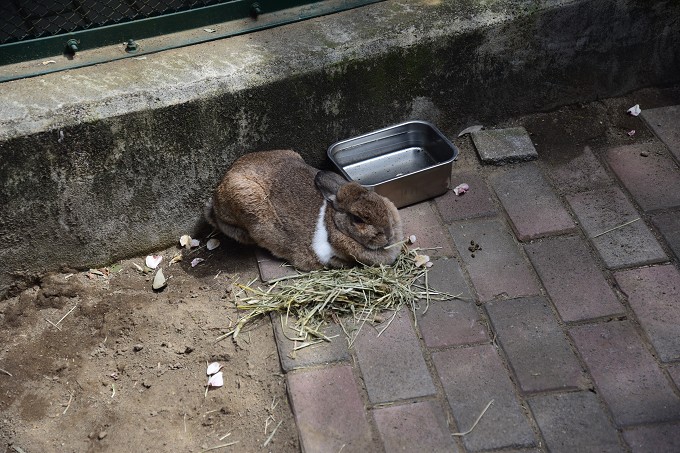 キャンベルタウン