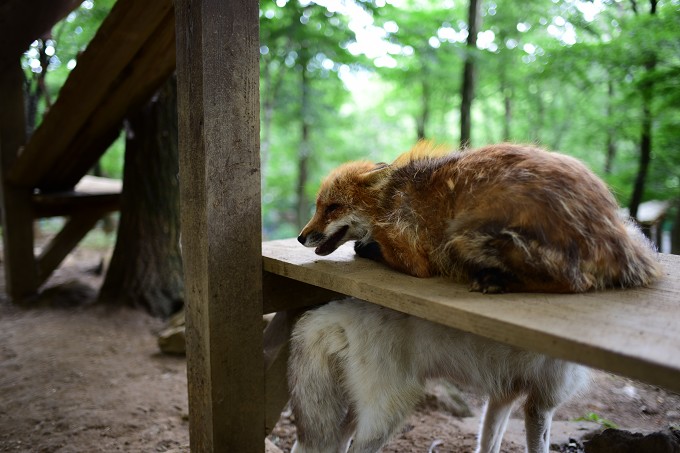 キツネ村