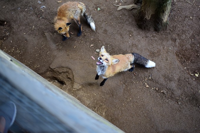 キツネ村