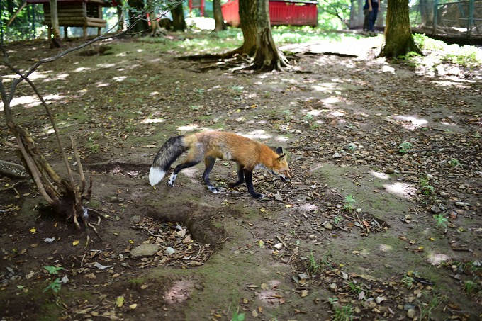 キツネ村