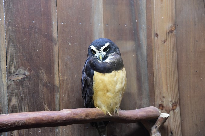 富士花鳥園