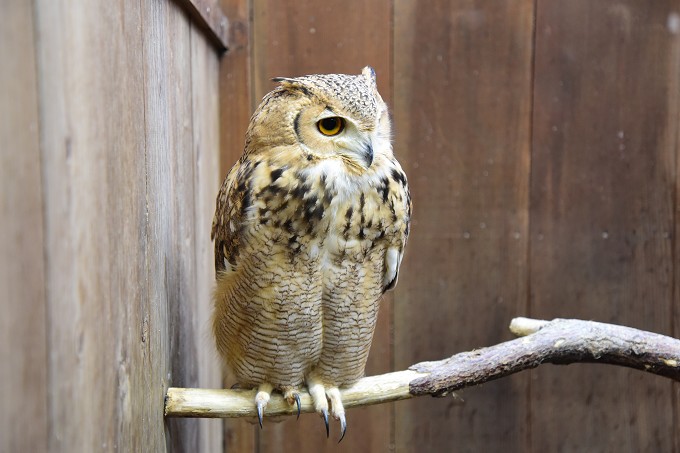 富士花鳥園