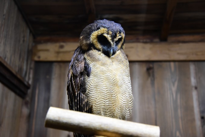 富士花鳥園