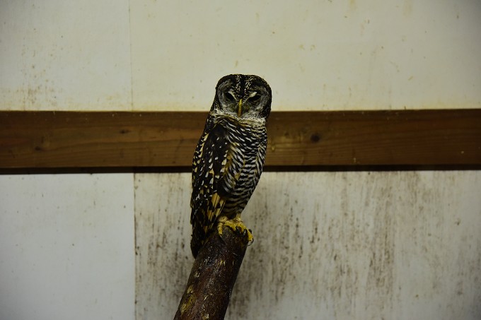 富士花鳥園