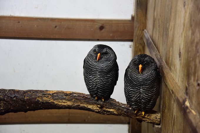 富士花鳥園