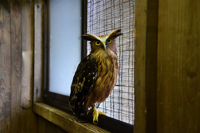 富士花鳥園