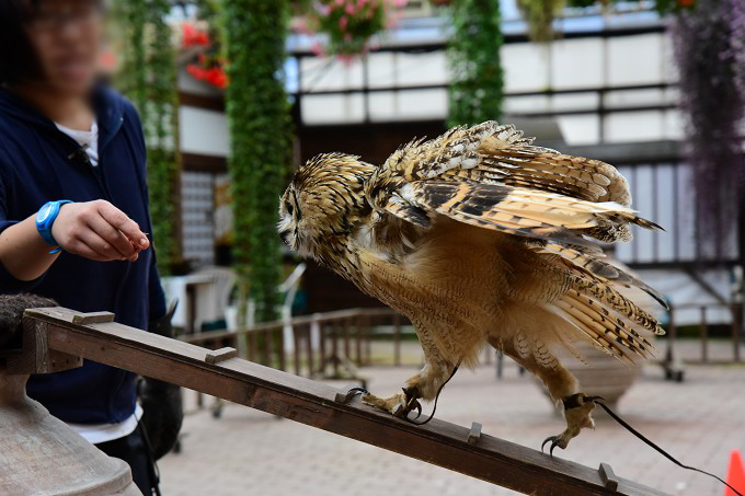 富士花鳥園