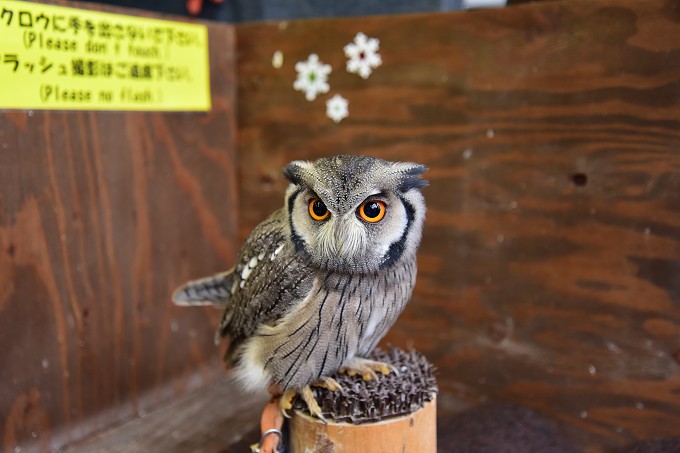 富士花鳥園