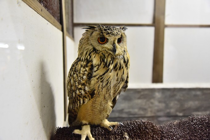 富士花鳥園