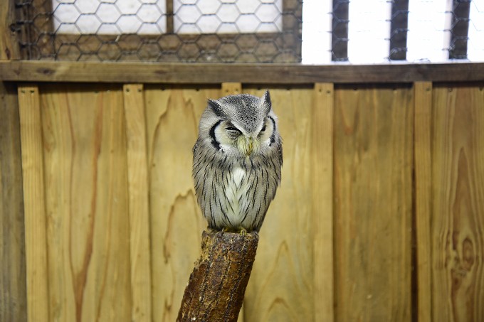 富士花鳥園