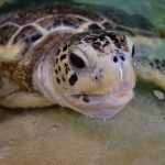 淡島マリンパークでアオウミガメに出会いました!