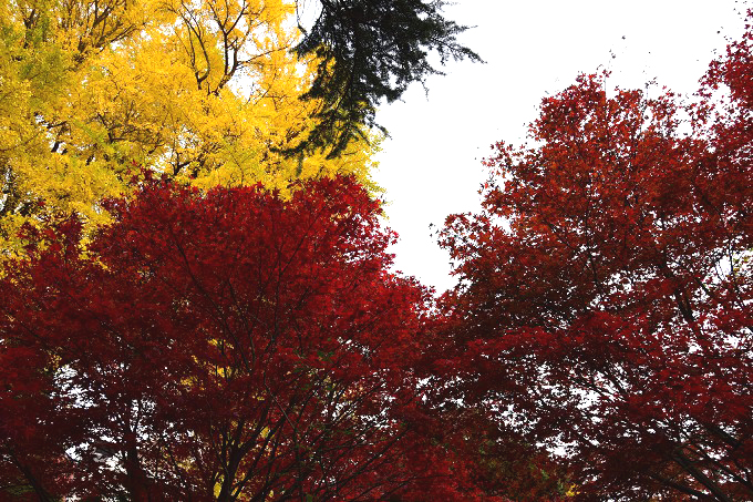 新宿御苑紅葉2016