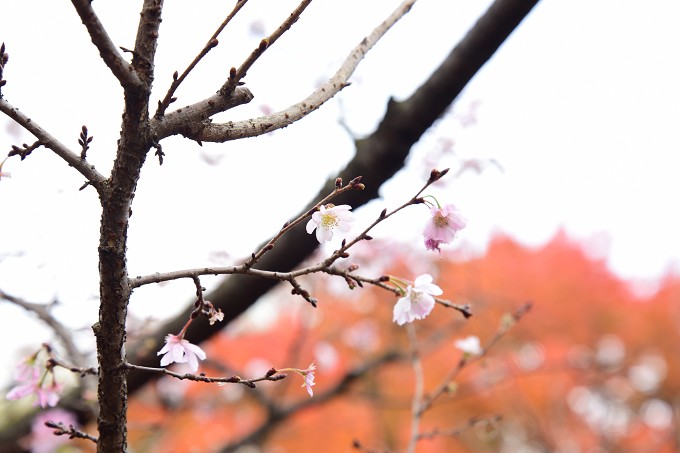 新宿御苑紅葉2016