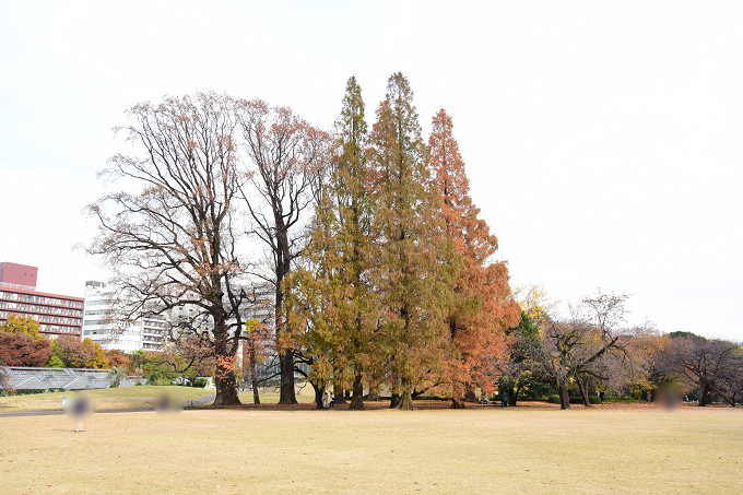 新宿御苑紅葉2016