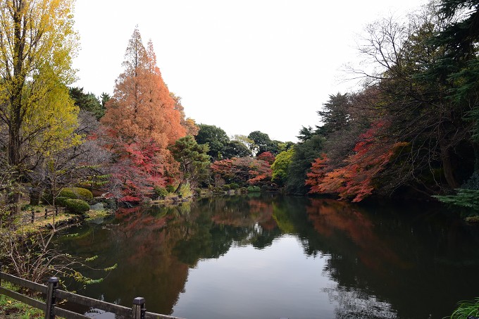 新宿御苑紅葉2016