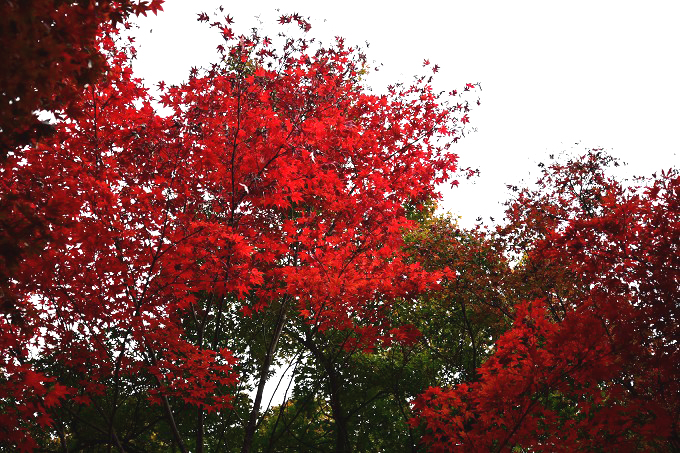 新宿御苑紅葉2016