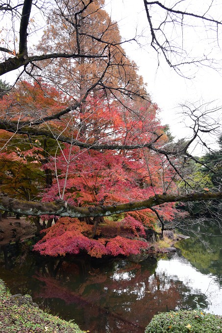 新宿御苑紅葉2016