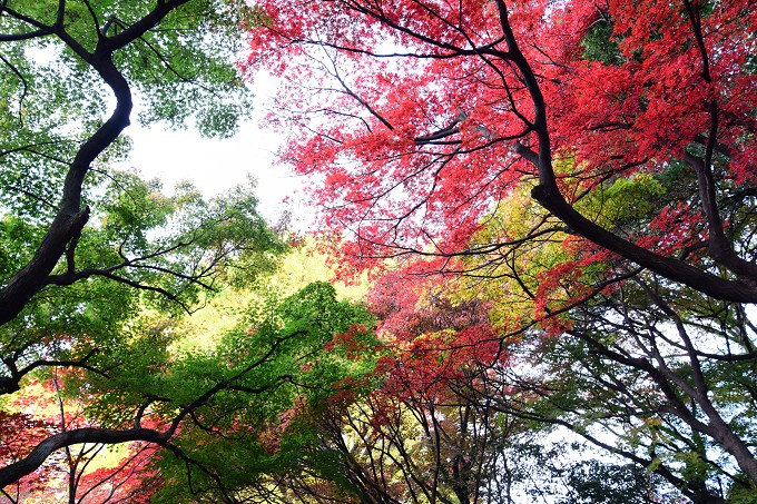 新宿御苑紅葉2016