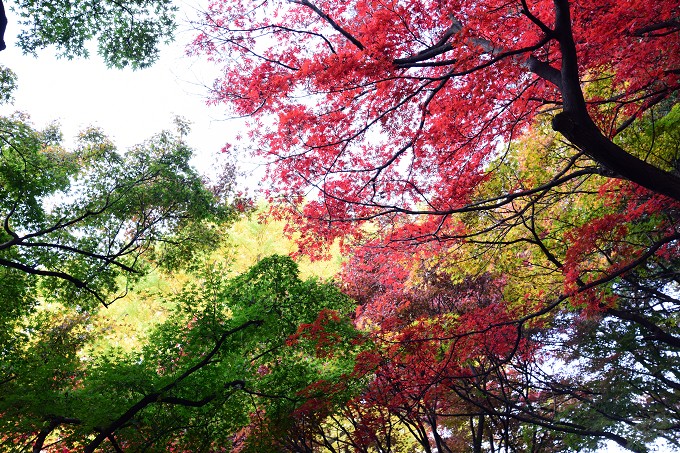 新宿御苑紅葉2016