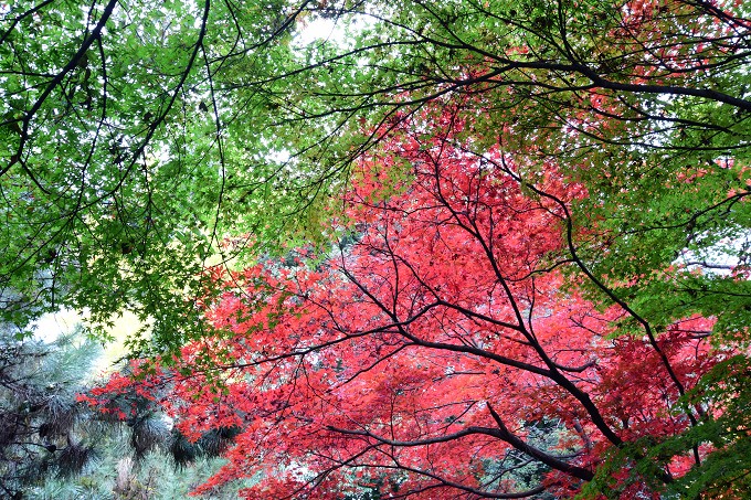 新宿御苑紅葉2016