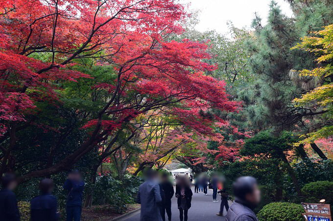 新宿御苑紅葉2016