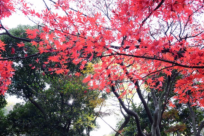 新宿御苑紅葉2016