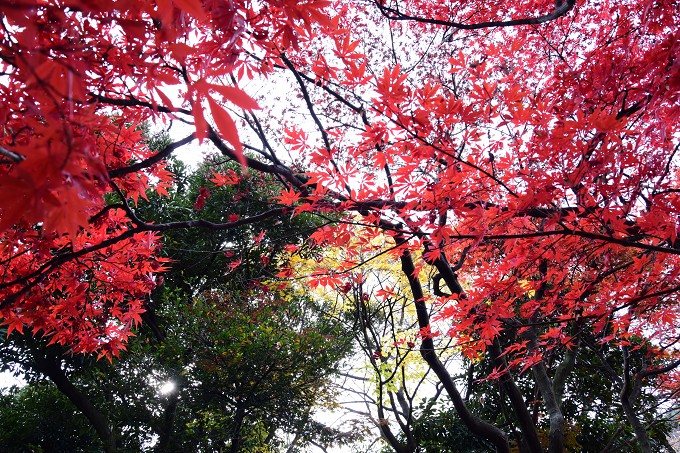 新宿御苑紅葉2016